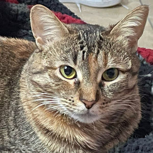 Meet your Posher, Netti